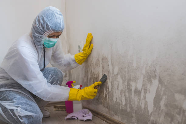Best Crawl Space Mold Remediation in Sorrento, LA